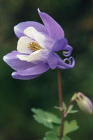 Aquilegia flabellata var nana